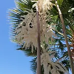 Palmeras Apartamento *
