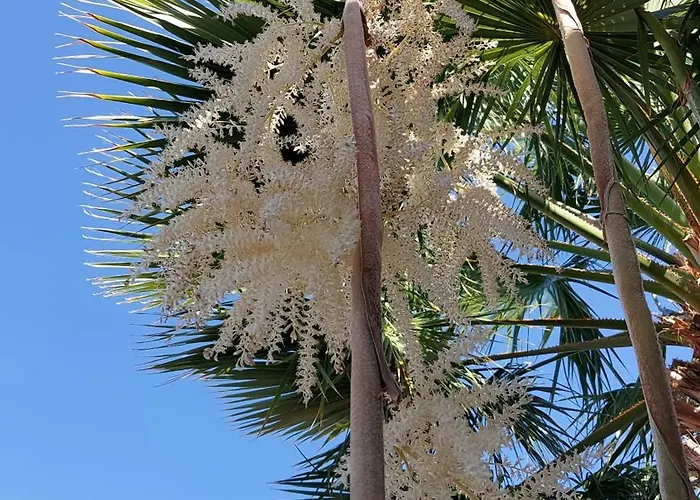 Palmeras Апартаменты *