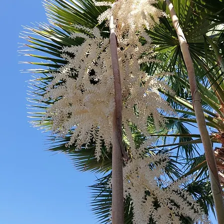 Palmeras 아파트 *